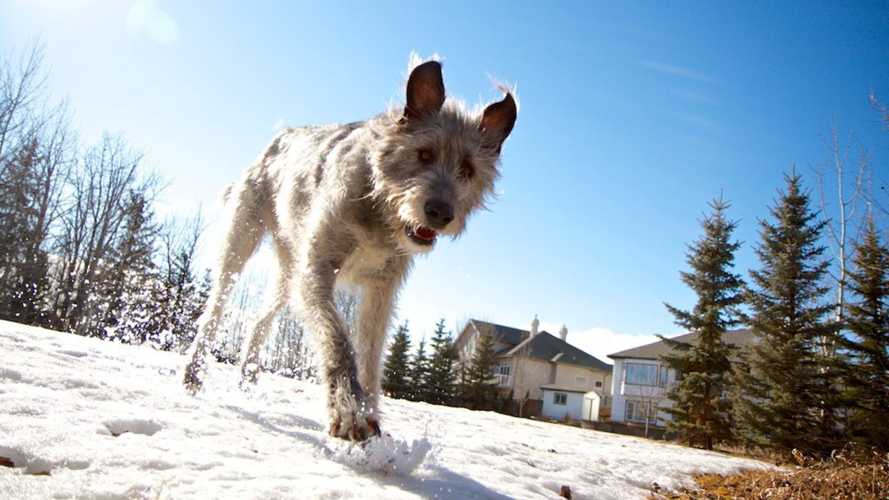 Верный друг ирландский волкодав