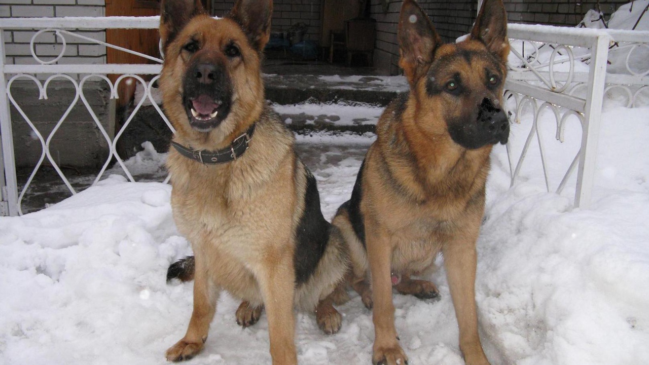 A pair of German Shepherds for Protection
