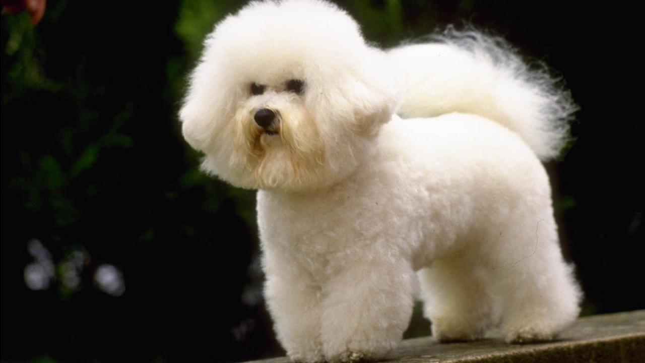 Маленькая французская болонка