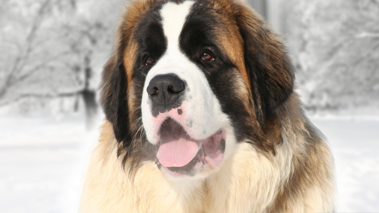 Улыбающийся сенбернар