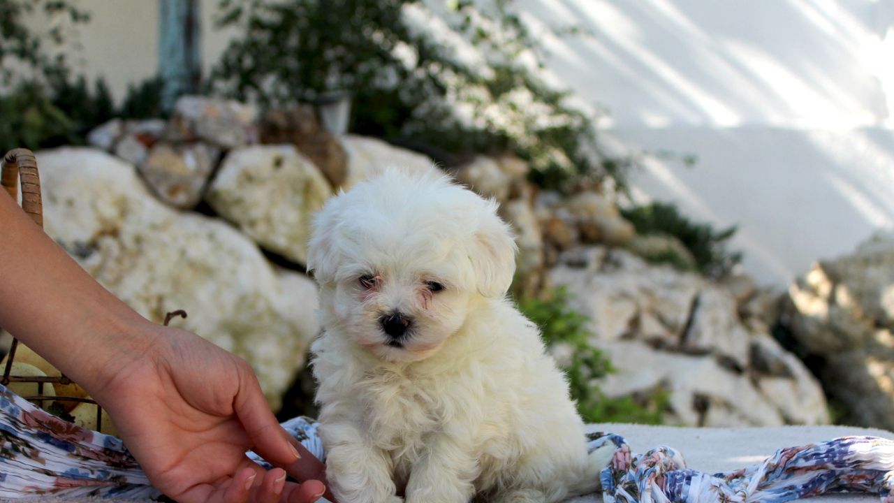 Ласковый щенок болонки