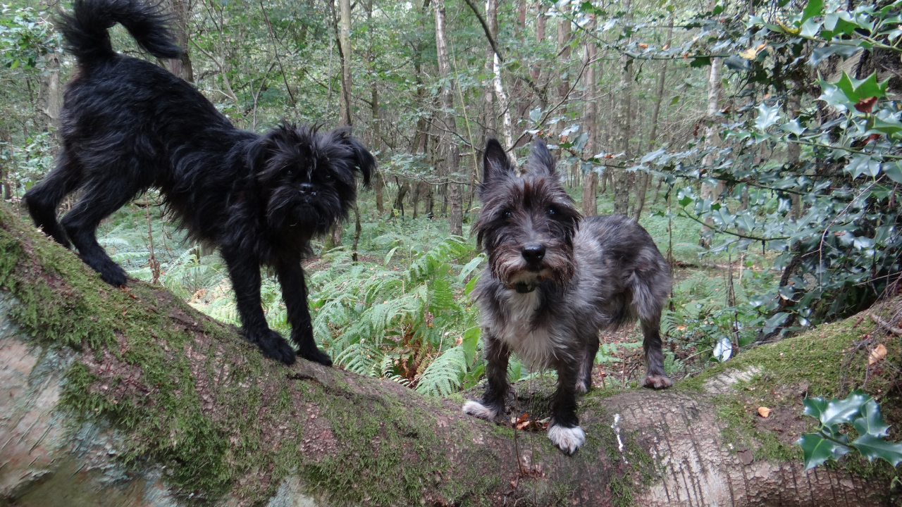 Аффенпинчеры в лесу