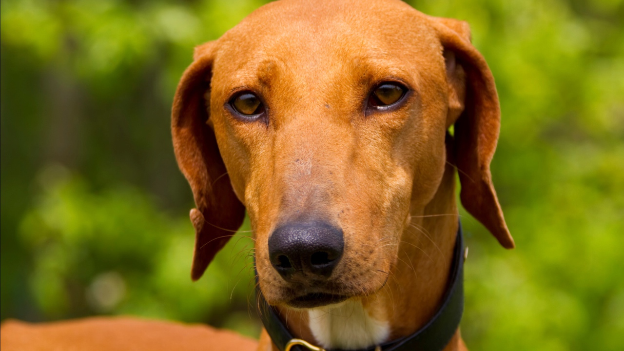 Африканская порода азавак