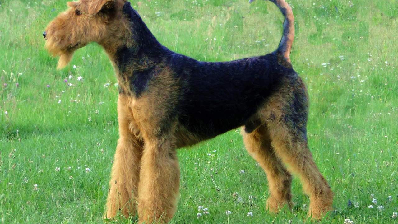 Эрдельтерьер на лугу