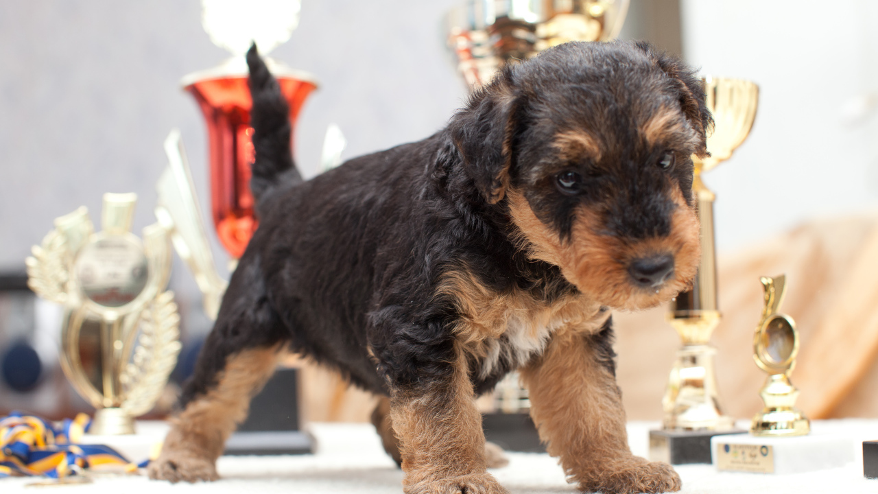 Щенок эрдельтерьера учится ходить