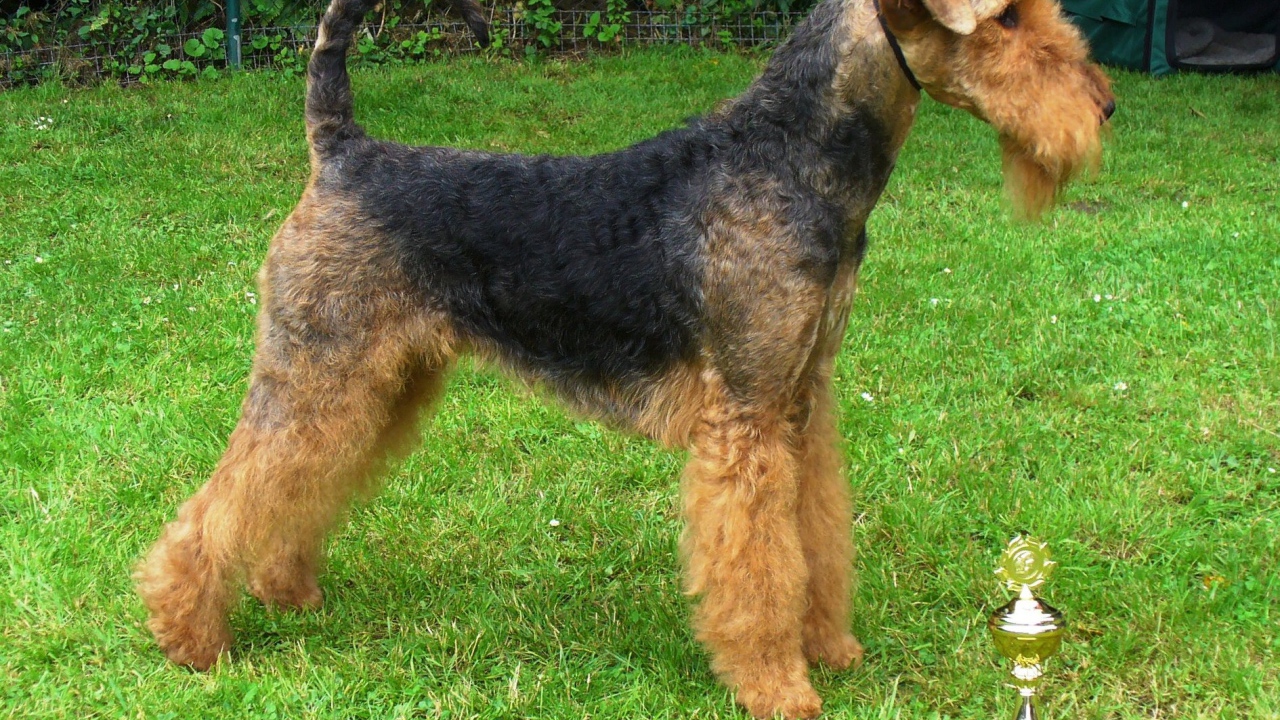 Эрдельтерьер со своим кубком