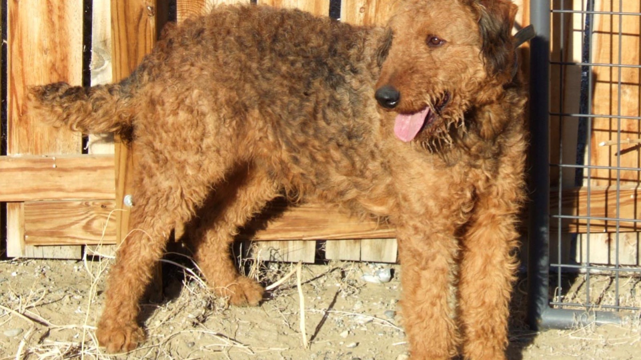 Эрдельтерьер у деревянного забора