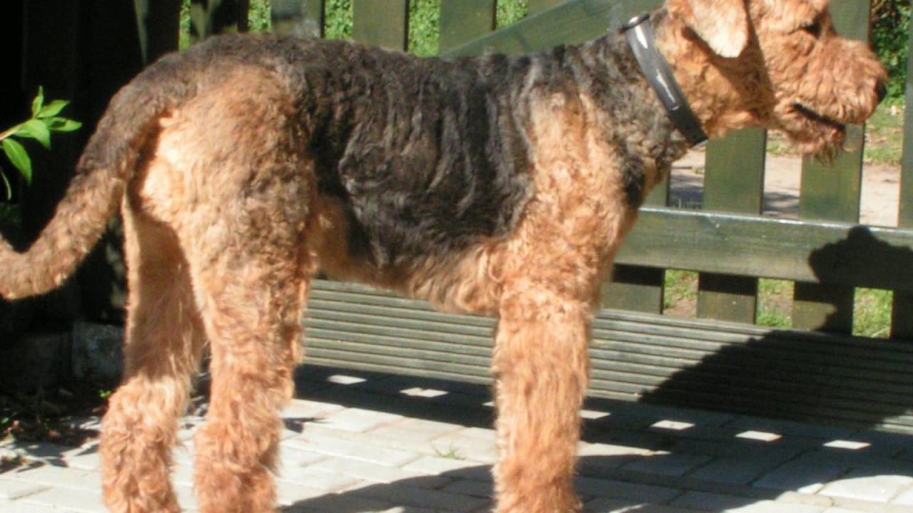 Пес эрдельтерьер охранник