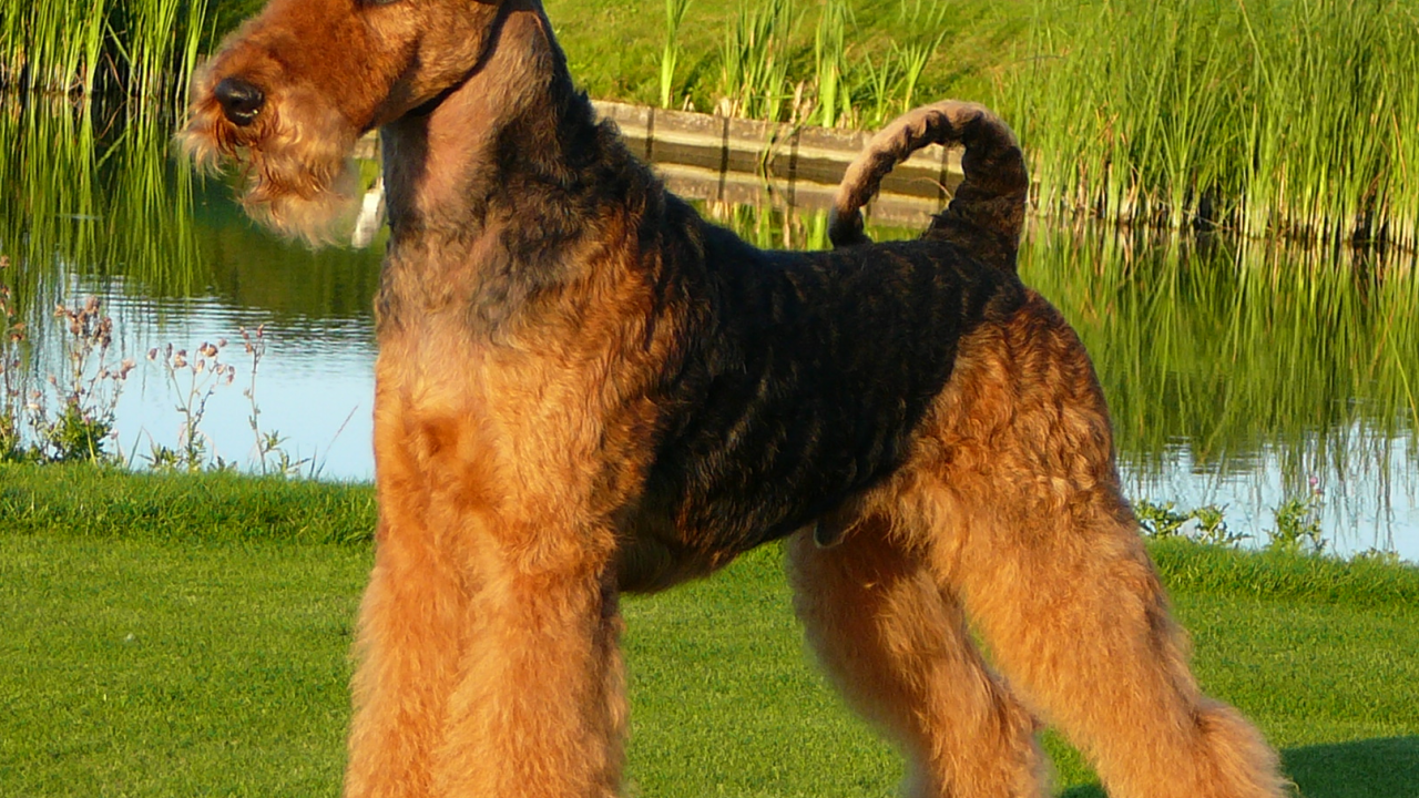 Собака эрдельтерьер у пруда