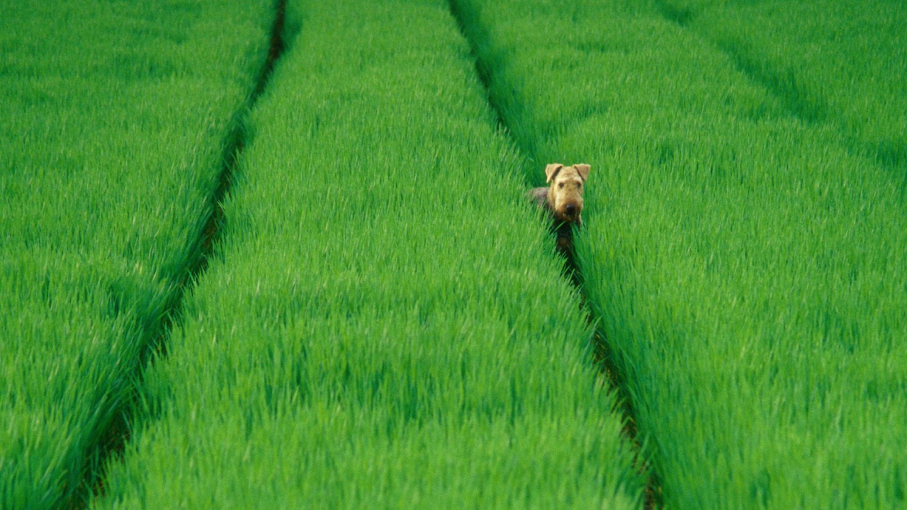 Эрдельтерьер в зеленых полях