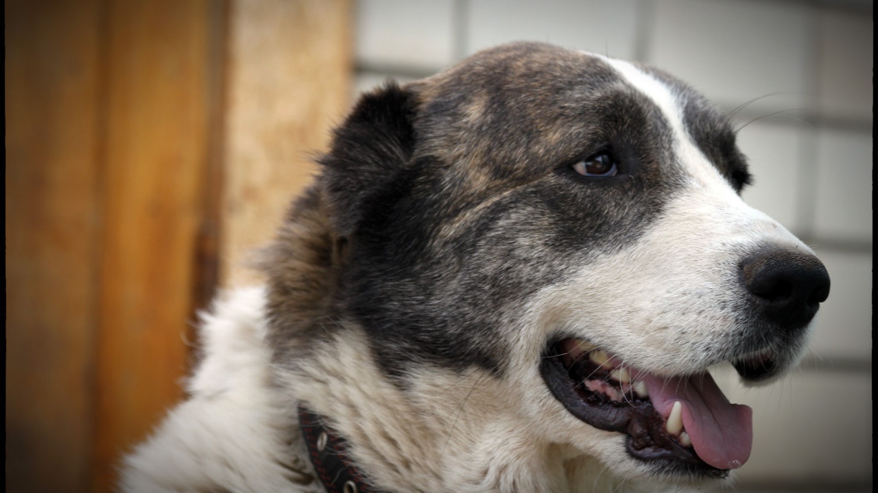 Алабай показывает зубы