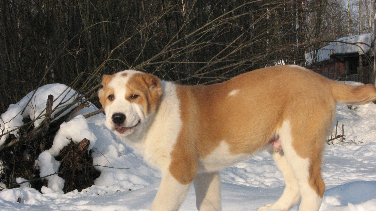 Алабай гуляет зимой