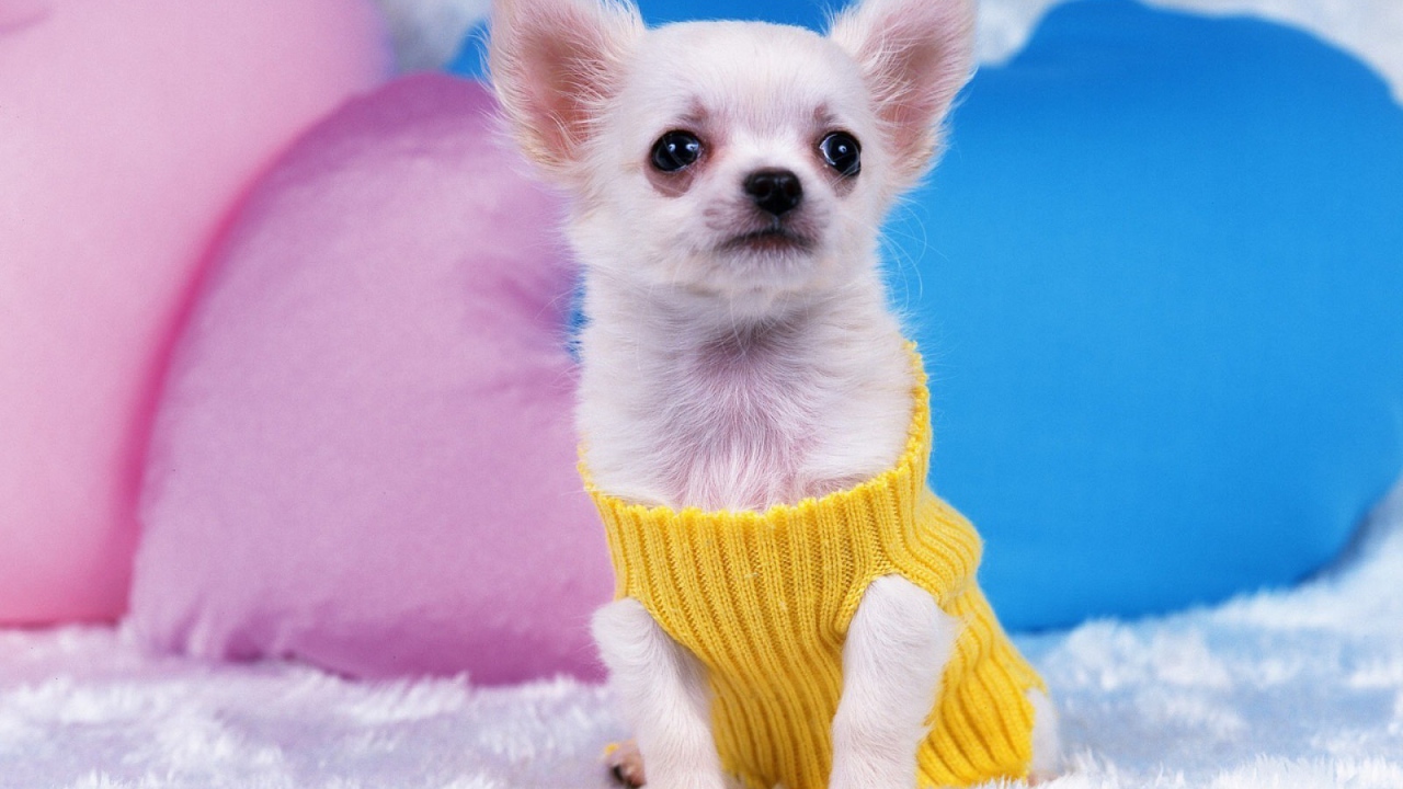 Восхитительная собака чихуахуа