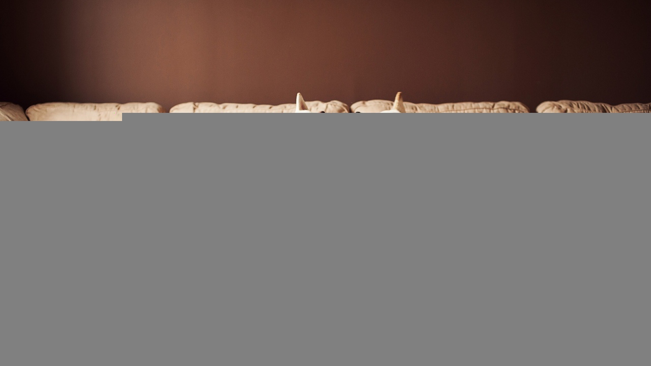 Американская акита