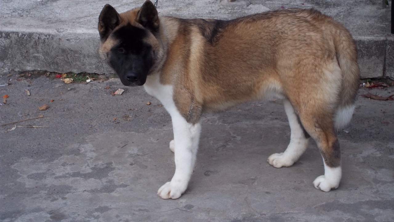 Порода собак американская акита