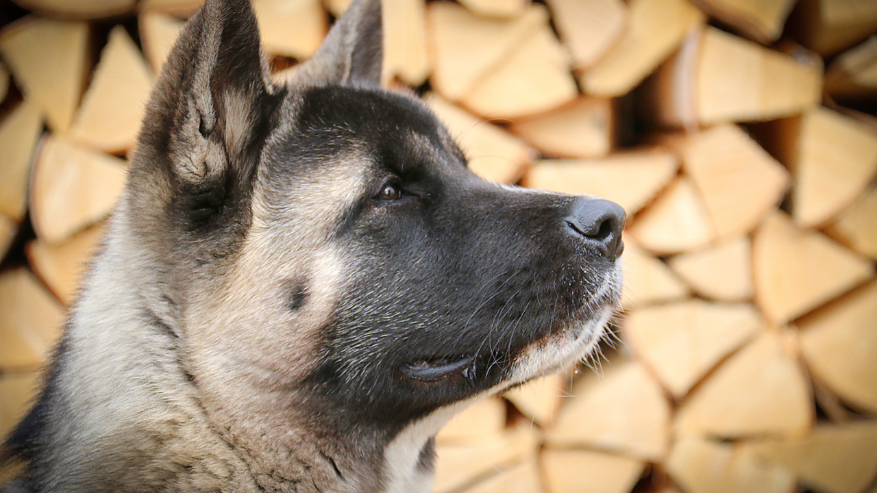 Американская акита на фоне дров