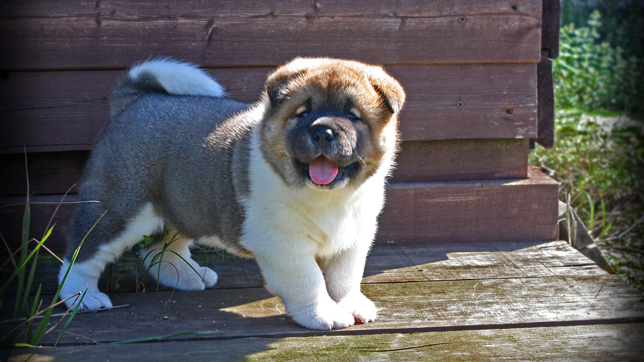 Американская акита показывает язык