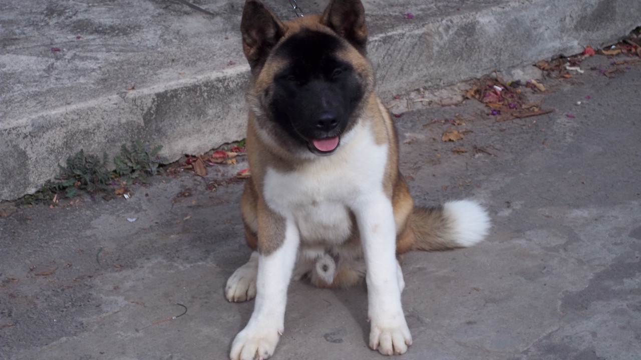 Американская акита сидит на цепи