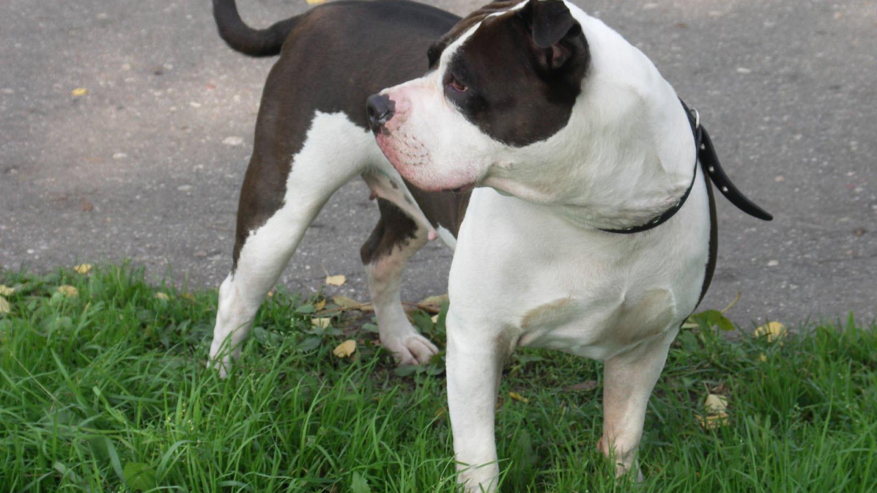 Американский стаффордширский терьер на поводке