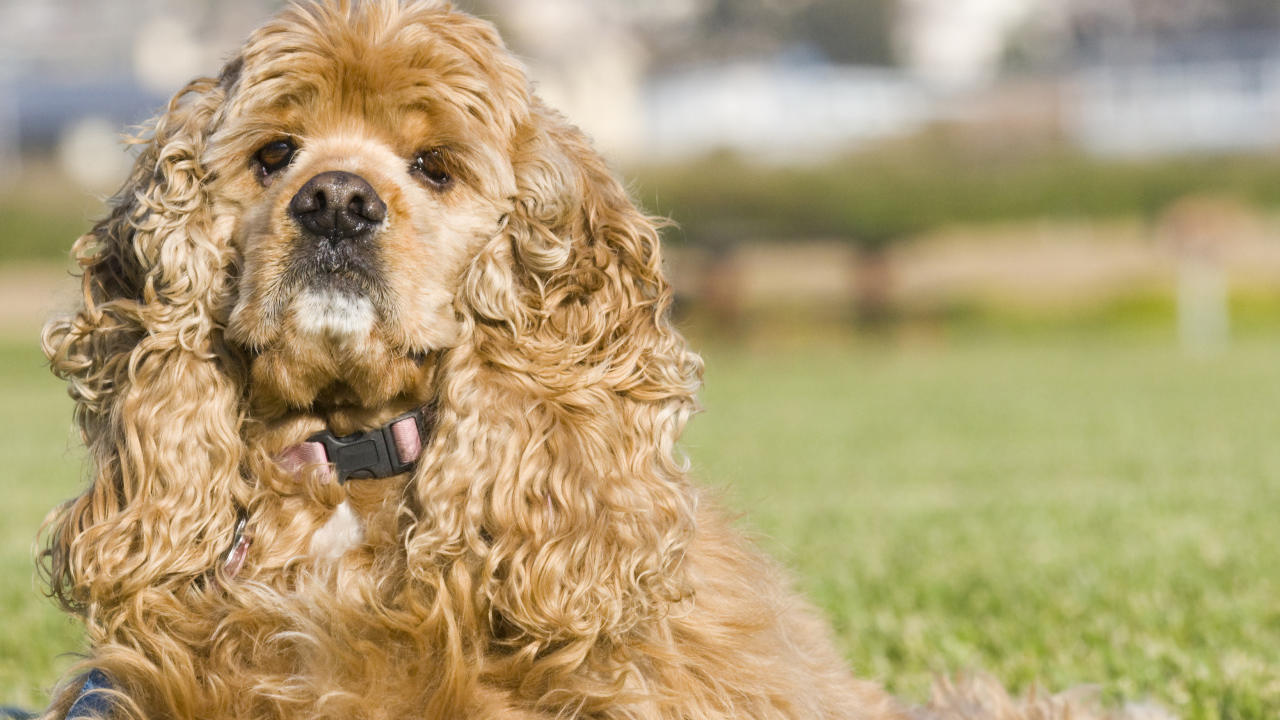 Американский кокер спаниель