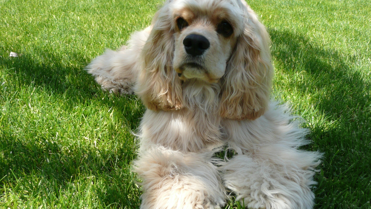 Американский кокер спаниель лежит на траве