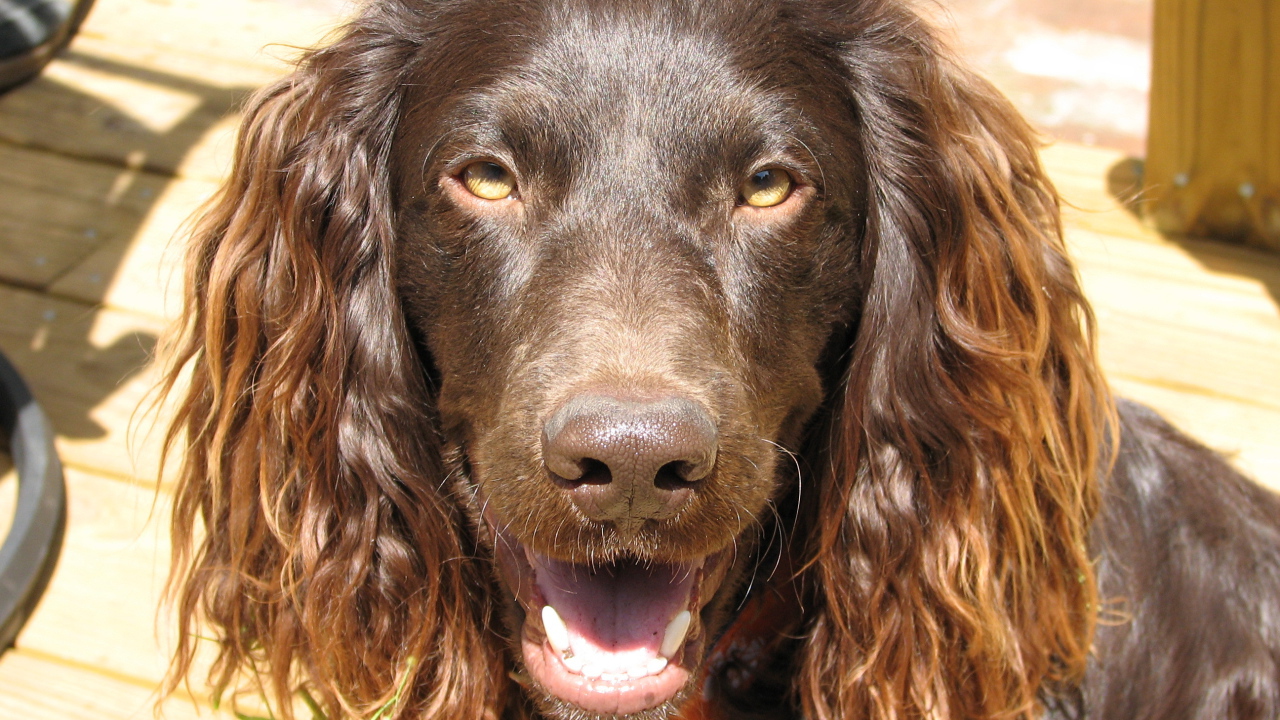 Американский водяной спаниель
