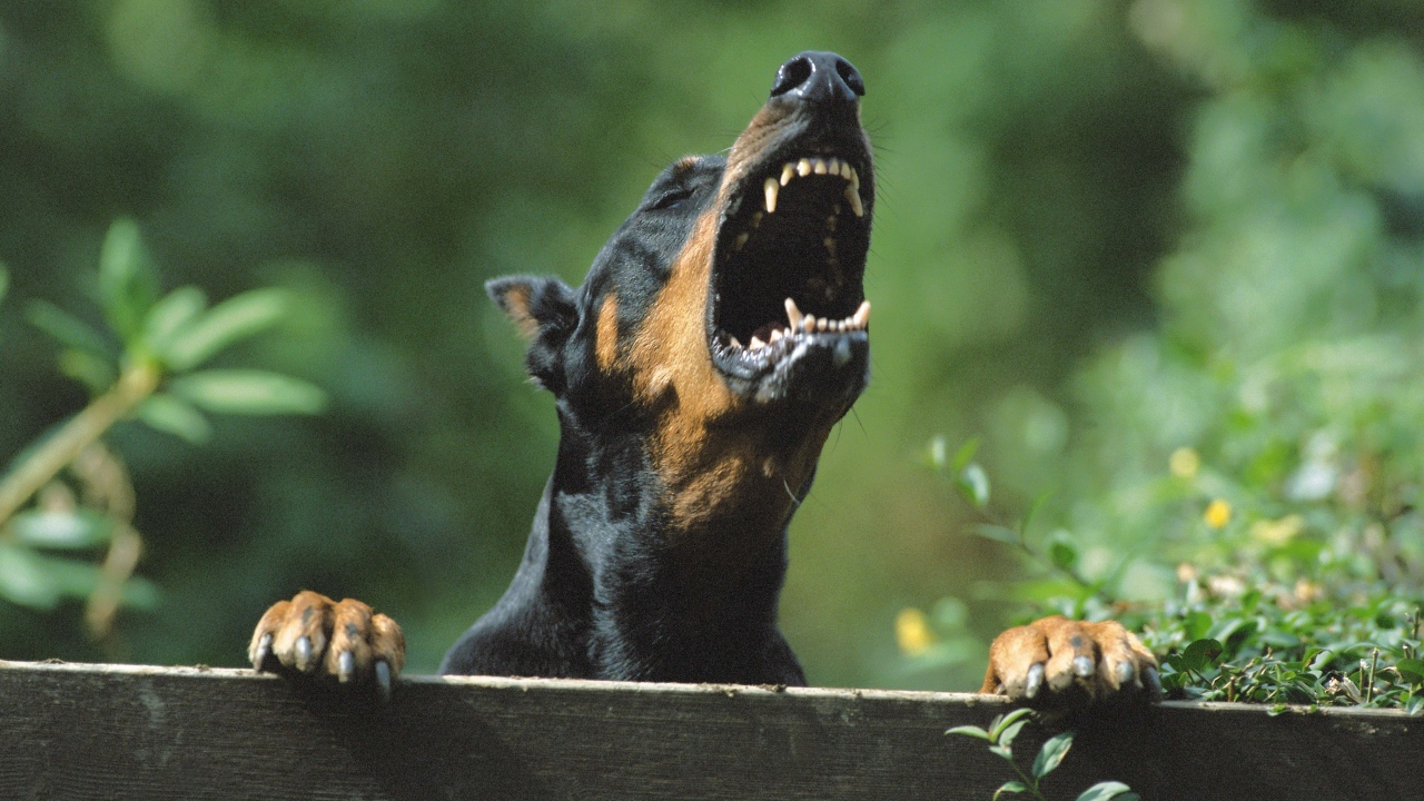 Злой доберман за забором