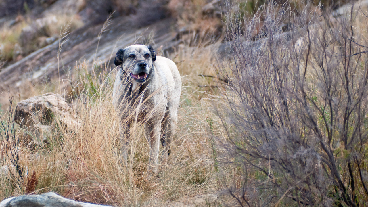 Злой пес чинук