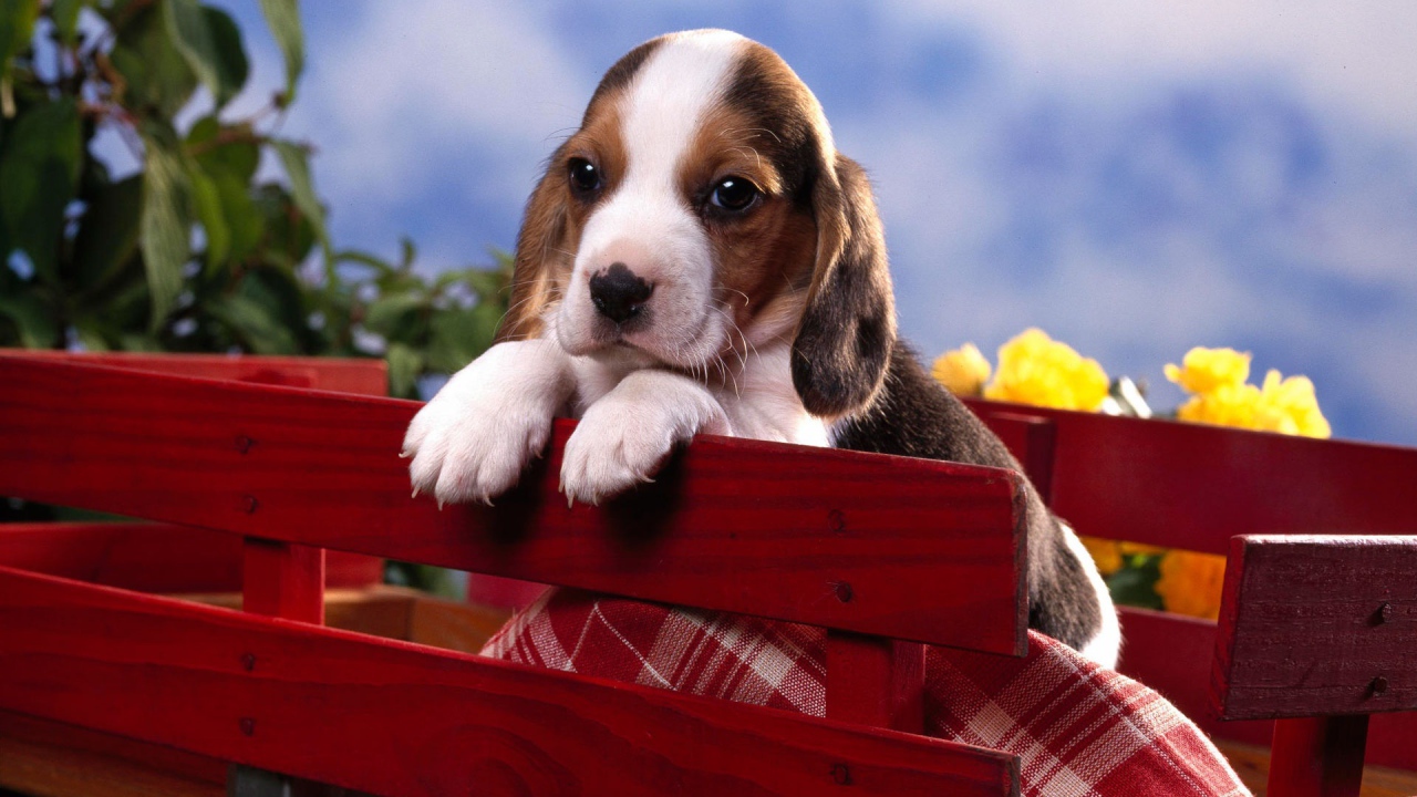 Щенок бигля