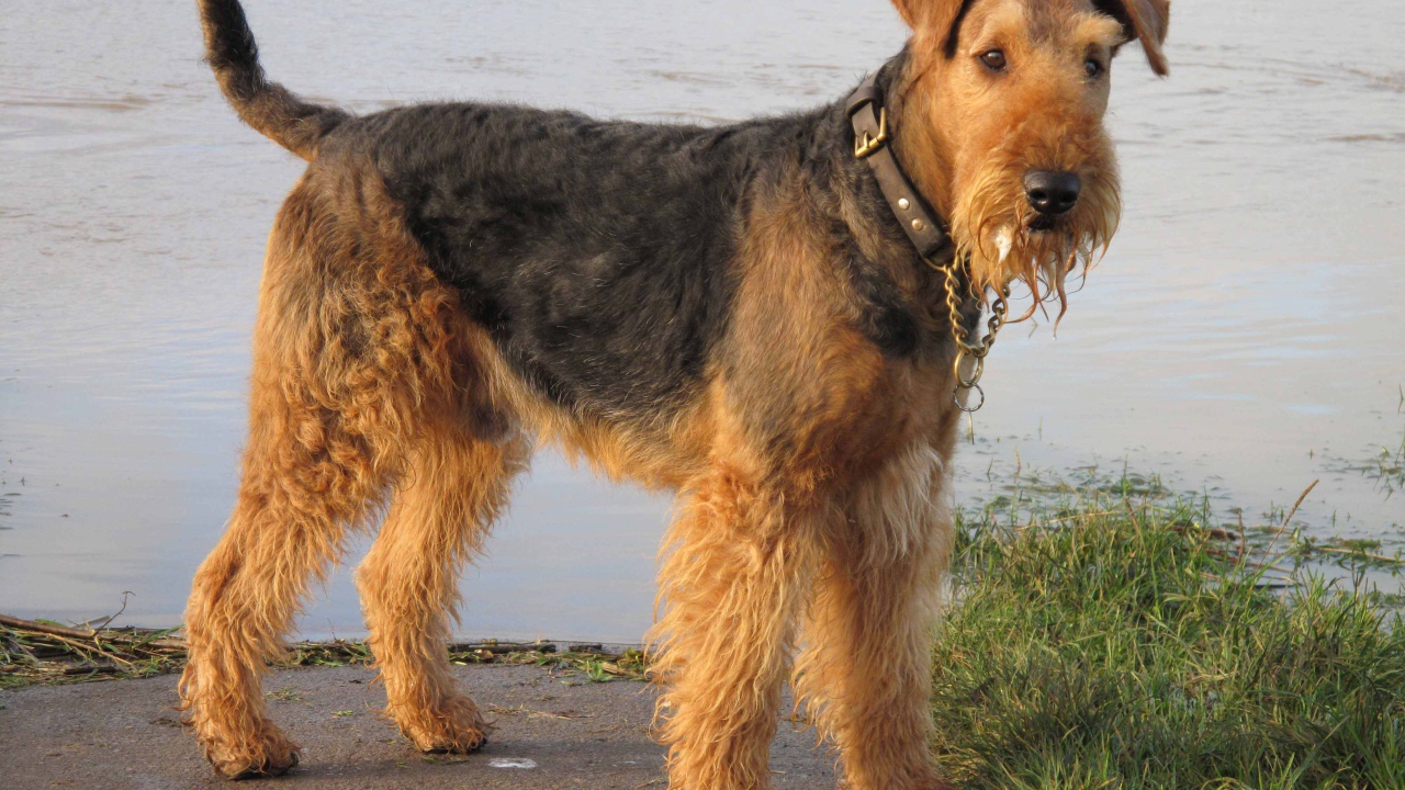 Красивый эрдельтерьер у воды