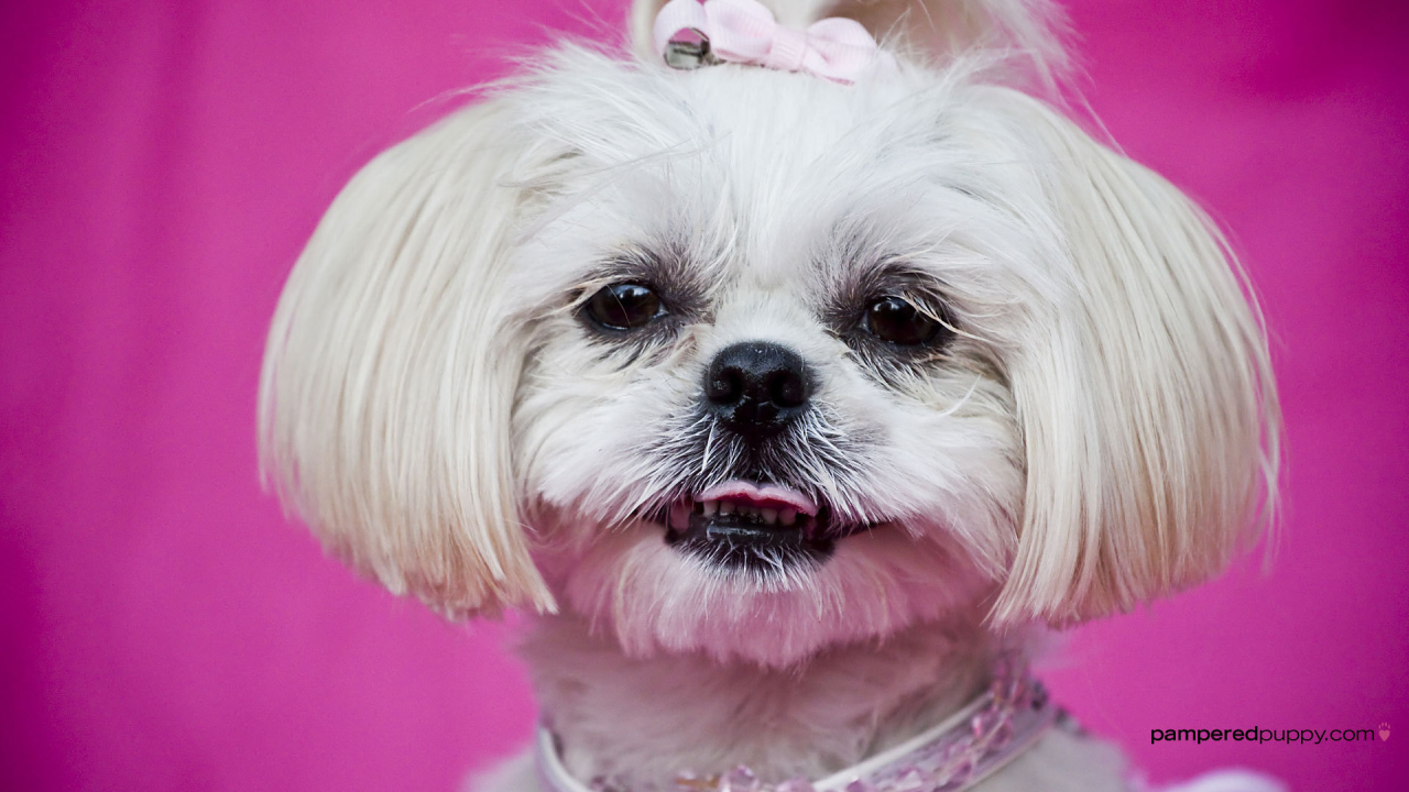 Красивая стрижка шитцу