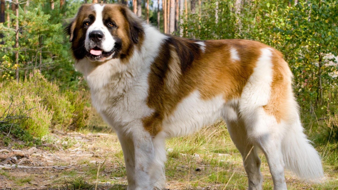 Красивый сенбернар в парке