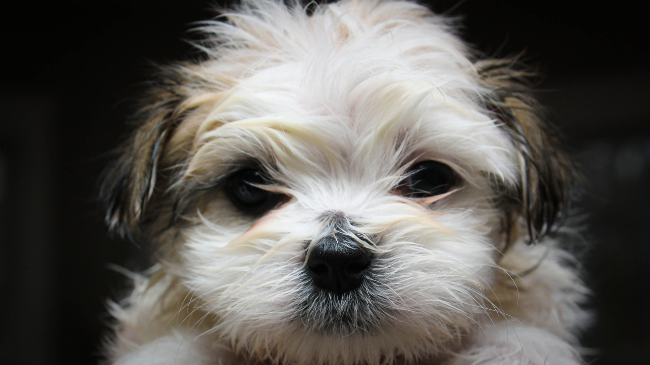 Красивая мордашка шитцу