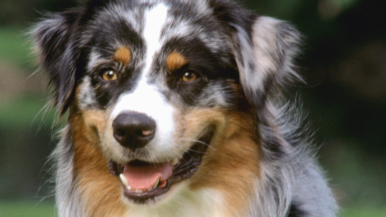 Красивый пес колли