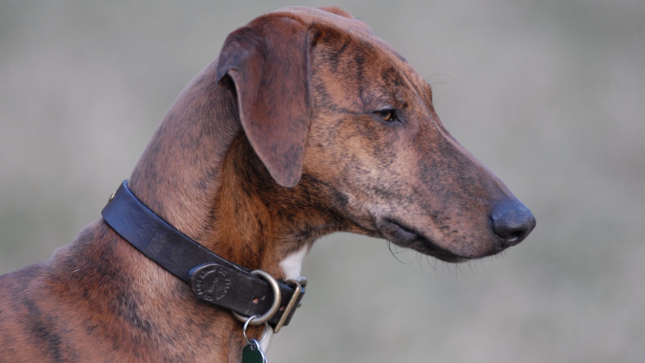 Красивая собака азавак