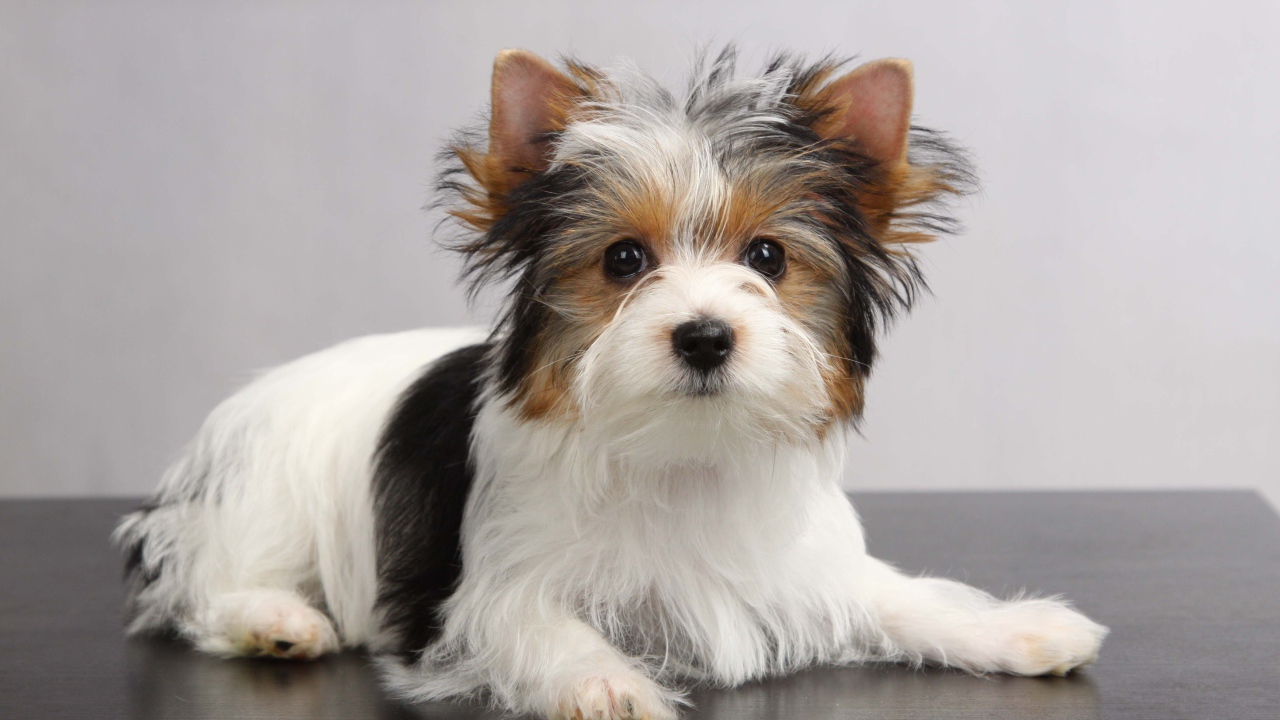 Красивая собачка бивер йорк