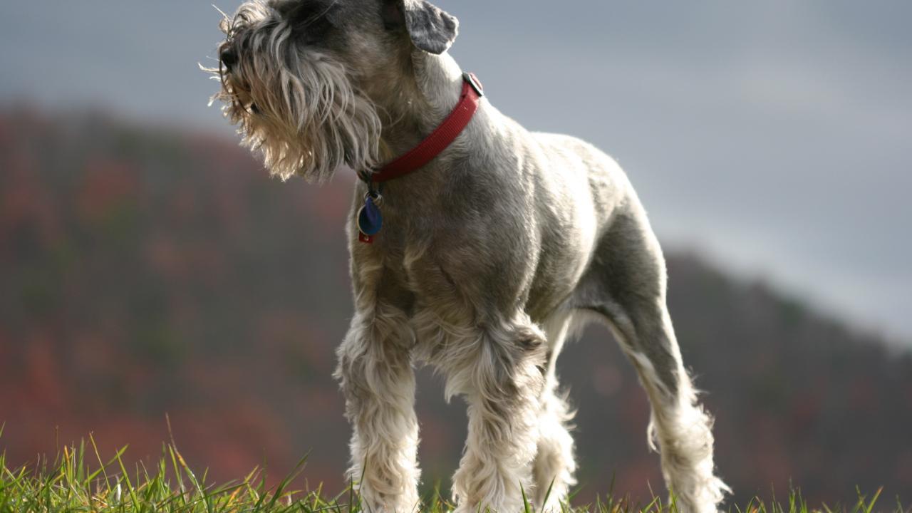 Красивый пес шнауцер