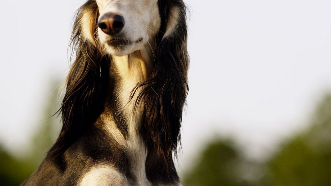 Красивая борзая собака