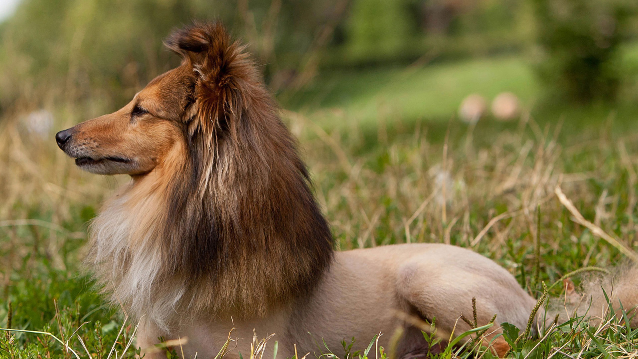 Красивая стрижка у колли