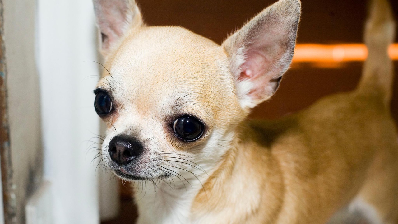 Красивая мордашка чихуахуа