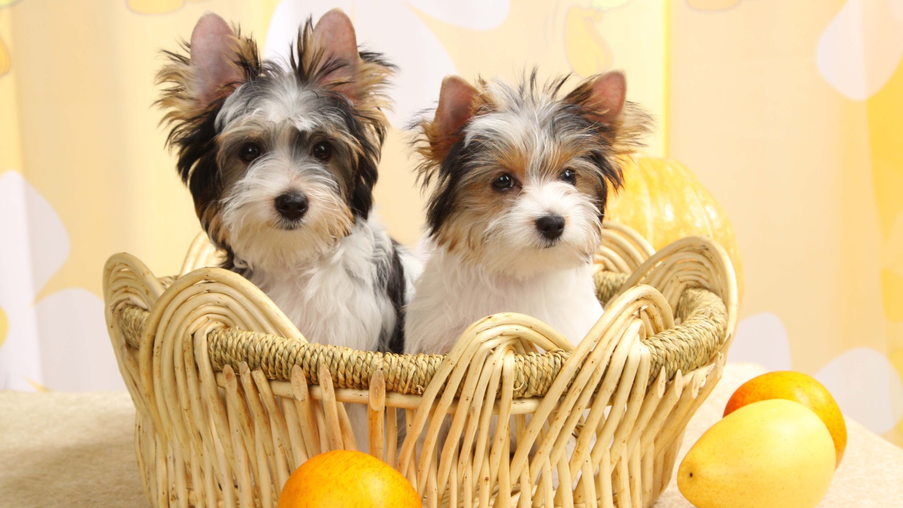 Собаки бивер йорк в корзинке