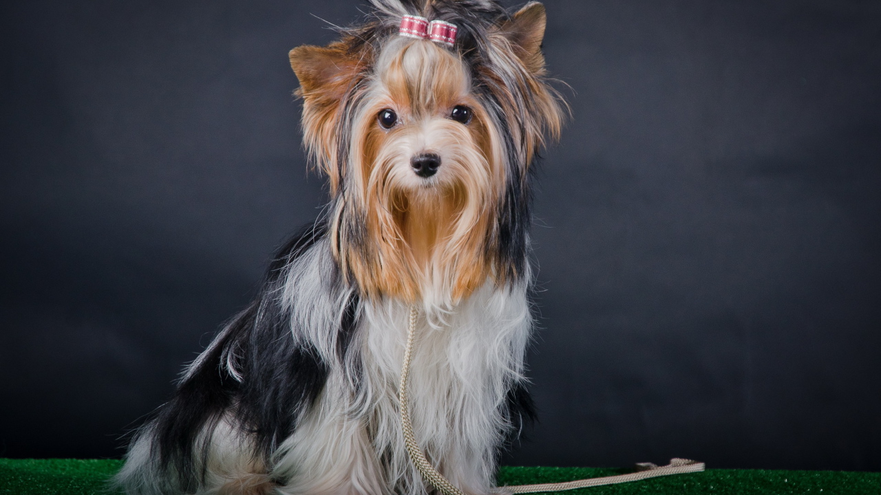 Фотомодель бивер йорк