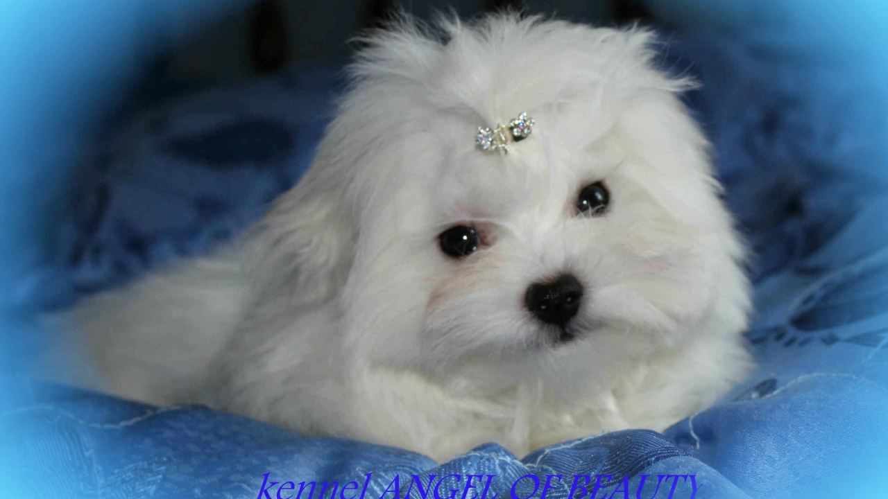 Болонка собака ангел