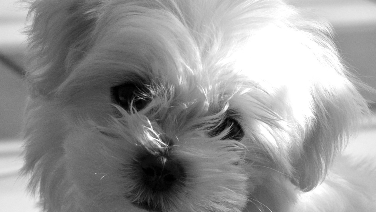 Болонка в лучах солнца