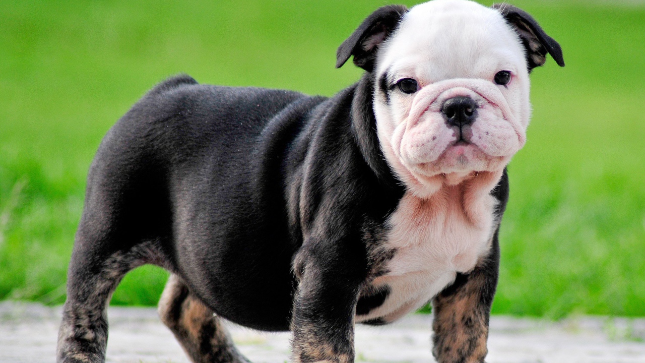Черный щенок английского бульдога