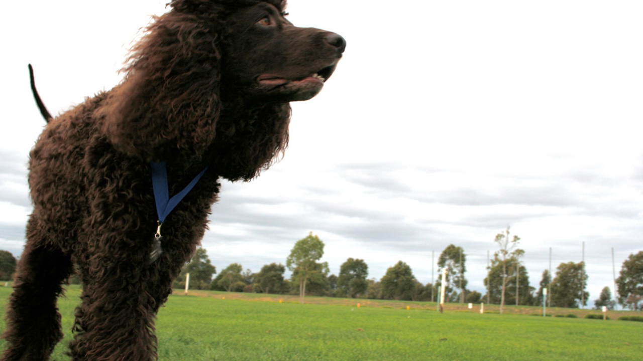 Черный ирландский водяной спаниель