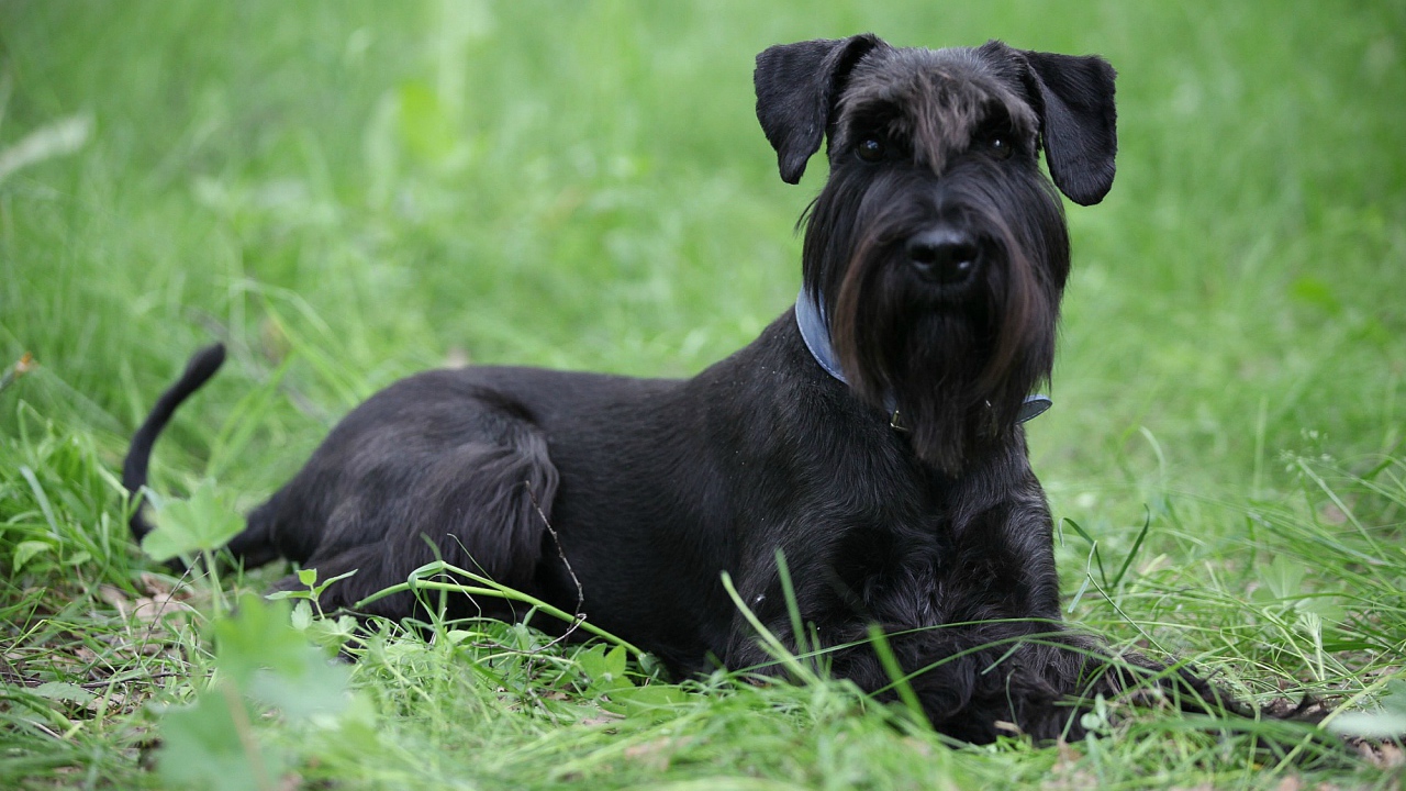 Черный шнауцер в траве