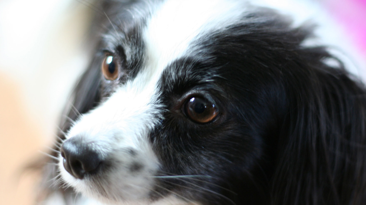 Черно белый папильон