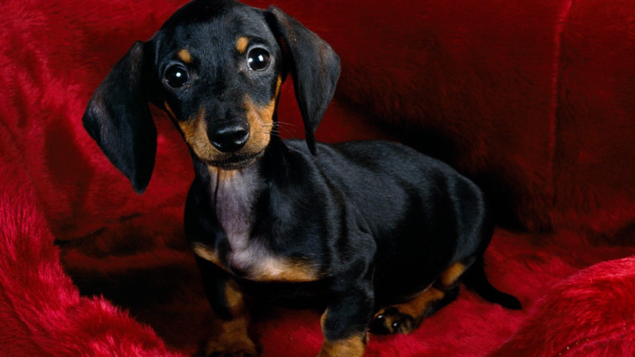 Щенок черной таксы