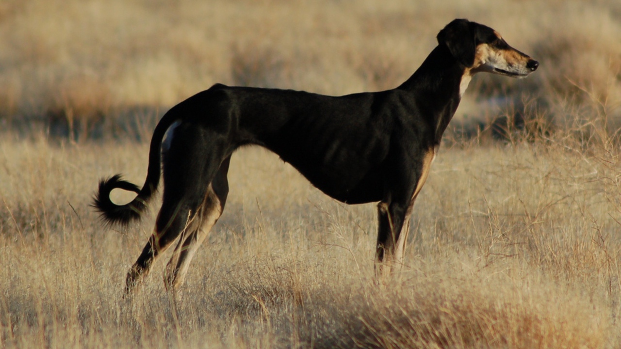 Черная стройная салюки